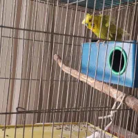 جفت مرغ عشق پروانه‌ای مست مست