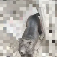 توله پیتبول