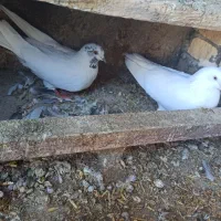 کبوتر تهرانی|پرنده|هندمینی, |دیوار