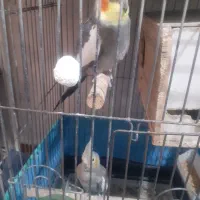 یک جفت عروس مولد همراه جوجه