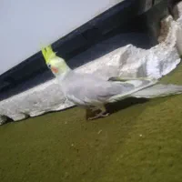 نر ماده|پرنده|سراوان, |دیوار