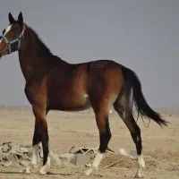 نریان 16ماهه ترکمن