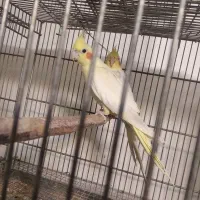 فروش فقس آرایی و معاوضه عروس هلندی|پرنده|ایرانشهر, |دیوار