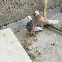 کفتر فروشی|پرنده|زارچ, |دیوار