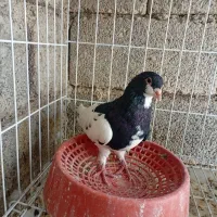کبوتر