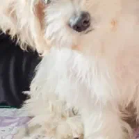 شیتزو|سگ|خاوران, |دیوار