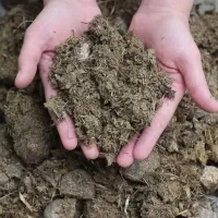 کود گاوی پوسیده