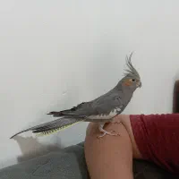 عروس هلندی ماده|پرنده|نورآباد, |دیوار