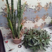 گل طبیعی زیبا