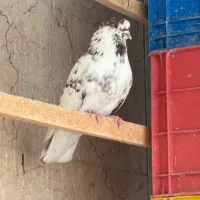 کبوتر