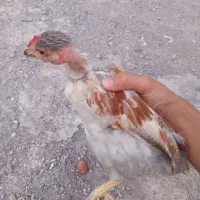 جوجه محلی