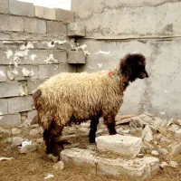 شیشک کله زنگ|حیوانات مزرعه|شوشتر, |دیوار