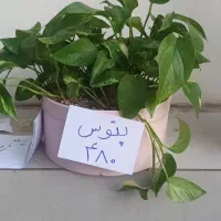 انواع گل آپارتمانی|گل و گیاه طبیعی|قزوین, |دیوار