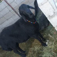 دوتا گوسفند دامازلخ درجه یک|حیوانات مزرعه|بکتاش, |دیوار