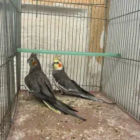 جفت عروس هلندی مولد