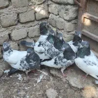 کبوتر