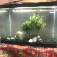 اکواریوم شیشه خم شرکتی