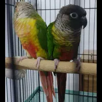 جفت جوان طوطی گرینچیک