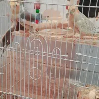 عروس هلندی|پرنده|زابل, |دیوار