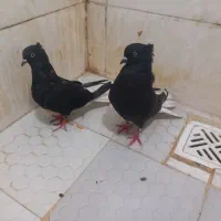 جفت اشعل