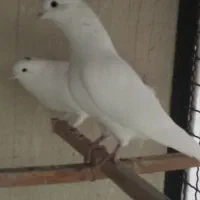 کبوتر