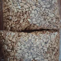 گندمک شیرین