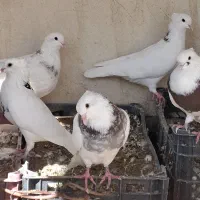 کبوتر فروشی|پرنده|شاهین‌شهر, فدک|دیوار