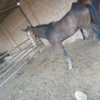 اسب