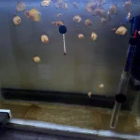 دیسکس|ماهی|ری, شهادت|دیوار