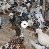 کبوتر تهرانی