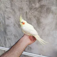 عروس هلندی|پرنده|بهشهر, |دیوار