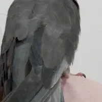 عروس هلندی زیبا|پرنده|محمدشهر, کوی بهار|دیوار