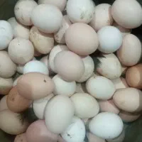 تخم‌مرغ‌‌ محلی