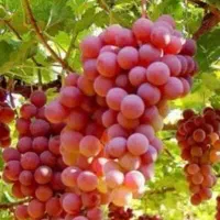 پیشفروش نهال انگور ردگلوب|خدمات باغبانی و درختکاری|پیرانشهر, |دیوار