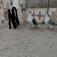 کبوتر پرشی|پرنده|چناران, |دیوار