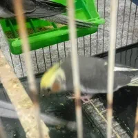 جوجه عروس هلندی|پرنده|مهران (ایلام), |دیوار