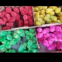 پخش جوجه رنگی در بروجرد