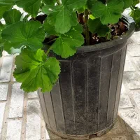 گل شمعدانی|گل و گیاه طبیعی|تبریز, |دیوار