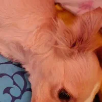 گمشده|حیوانات|شیراز, شهرک فرهنگیان|دیوار