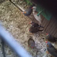 ۷عددفنج‌باوسایل‌وقفس‌یک‌تومان