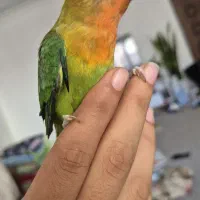 طوطی برزیلی