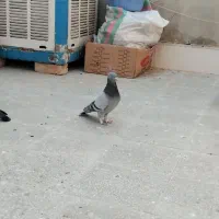 پرنده|پرنده|قم, ولیعصر|دیوار