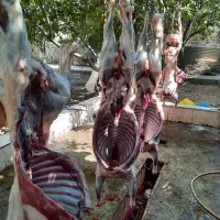 عًقیقه/قربانی/نذری/خونی شکمخالی گوسفند زنده/بِشًرط