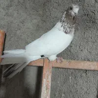 نر تهرانی