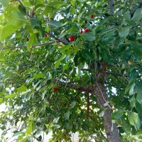 باغ سپیدان۱۰۰۰متری دارای برق و آب سند
