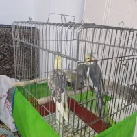 یک جفت عروس هلندی مولد آماده تخم گذاری|پرنده|بومهن, |دیوار