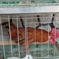خروس وچوری خروس گلین