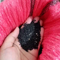 بذر پیازچه
