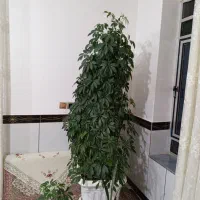 گل شفلرا|گل و گیاه طبیعی|کنگاور, |دیوار