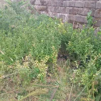 شمشاد طلایی و سبز